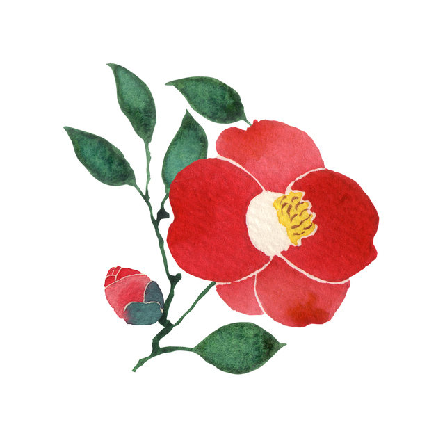 camellia-899581296_4000x4000.jpeg